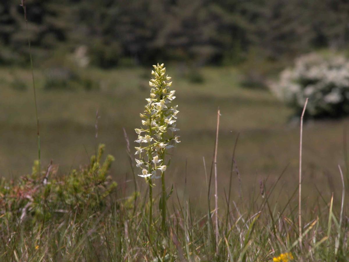 Orchid, Greater Butterfly plant